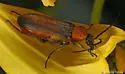 Nemognatha cantharidis - photo 2