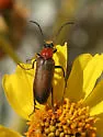 Nemognatha cantharidis - photo 3