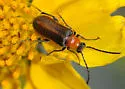 Nemognatha cantharidis - photo 4