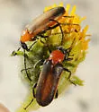 Nemognatha cantharidis - photo 5