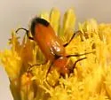 Nemognatha cribraria