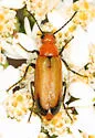 Nemognatha cribraria - photo 3