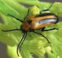 Nemognatha cribraria - photo 4