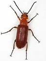 Nemognatha explanata
