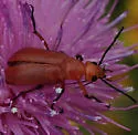 Nemognatha explanata - photo 4