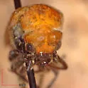 Nemognatha hurdi - photo 3