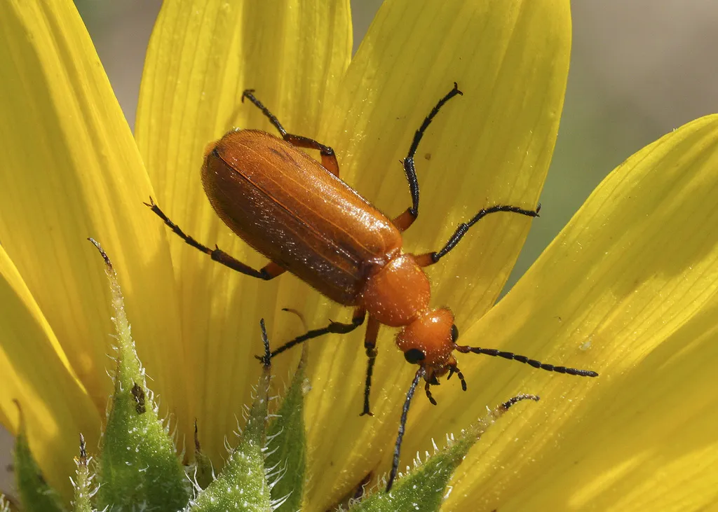 Nemognatha lurida - photo 2
