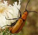 Nemognatha lutea