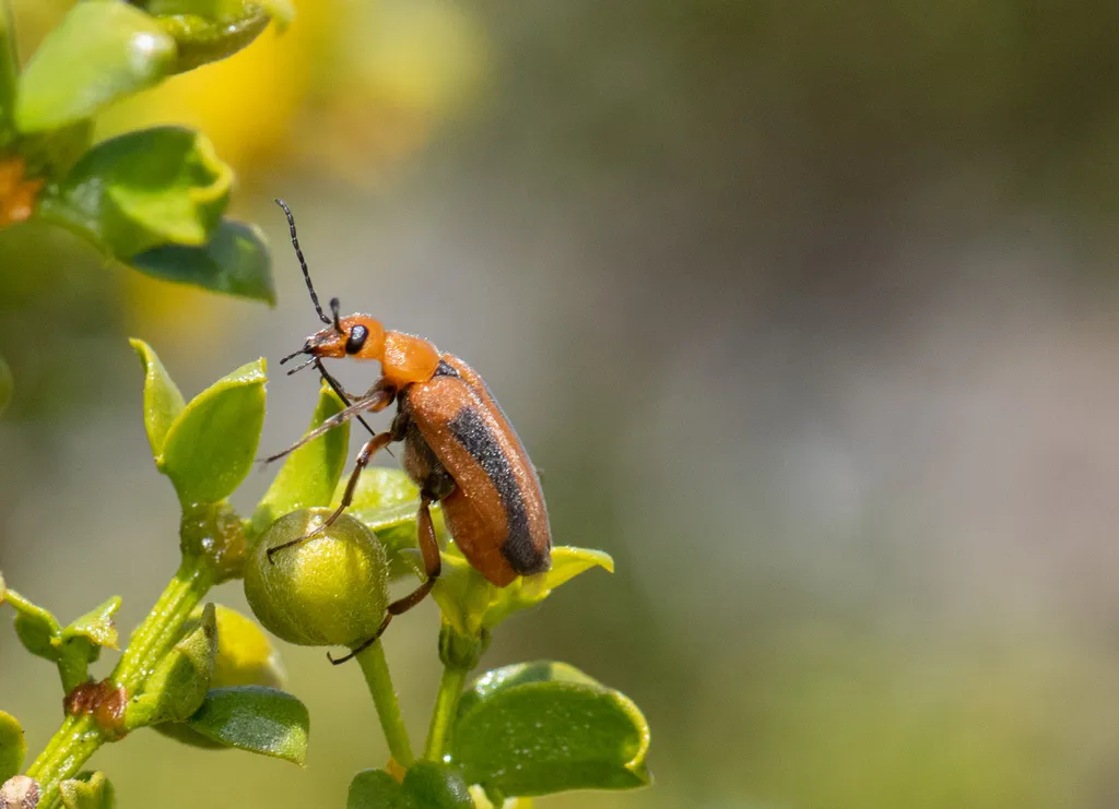 Nemognatha macswaini - photo 2