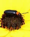 Nemognatha nemorensis