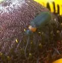Nemognatha nemorensis - photo 3