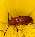 Nemognatha nigripennis