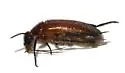 Nemognatha nigripennis - photo 2