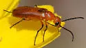 Nemognatha nigripennis - photo 3