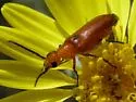 Nemognatha nigripennis - photo 4