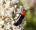 Nemognatha nigripennis - photo 5