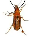 Nemognatha nitidula