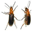 Nemognatha nitidula - photo 2