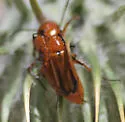 Nemognatha nitidula - photo 4