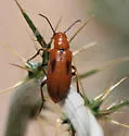 Nemognatha nitidula - photo 5