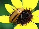 Nemognatha punctulata
