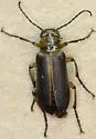 Nemognatha punctulata - photo 3