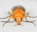 Nemognatha punctulata - photo 4