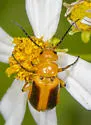 Nemognatha punctulata - photo 5