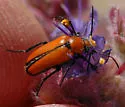 Nemognatha scutellaris - photo 2