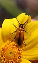 Nemognatha scutellaris - photo 3