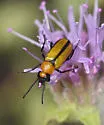 Nemognatha scutellaris - photo 5