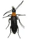 Nemognatha selanderi