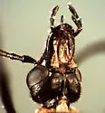 Nemognatha selanderi - photo 2