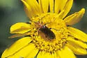 Nemognatha sparsa - Nemognatha sparsa