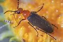 Nemognatha sparsa - photo 3
