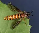 Nemomydas brachyrhynchus