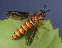 Nemomydas brachyrhynchus - photo 2