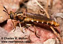 Nemomydas brachyrhynchus - photo 3