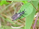 Nemomydas desideratus - photo 2