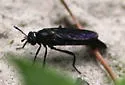 Nemomydas desideratus - photo 3