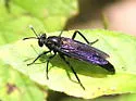 Nemomydas desideratus - photo 4