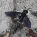 Nemomydas desideratus - photo 5