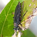 Nemomydas jonesii
