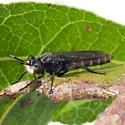 Nemomydas jonesii - photo 2