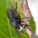 Nemomydas jonesii - photo 3