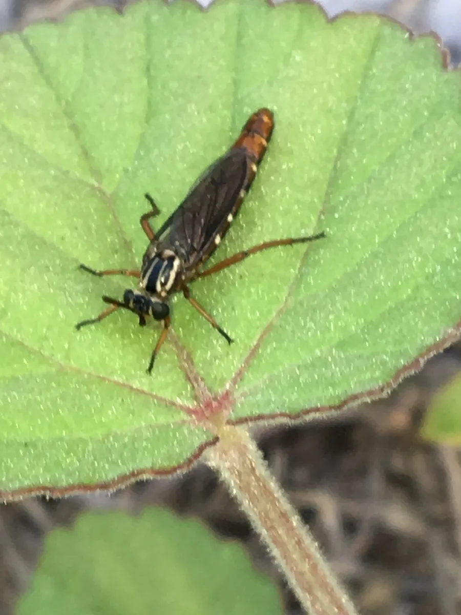 Nemomydas melanopogon