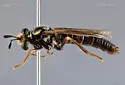 Nemomydas tenuipes