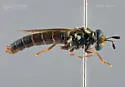 Nemomydas tenuipes - photo 2