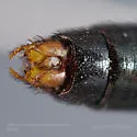 Nemomydas tenuipes - photo 5