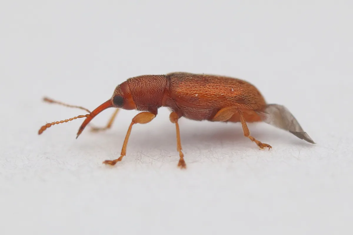 pine flower weevils - photo 3